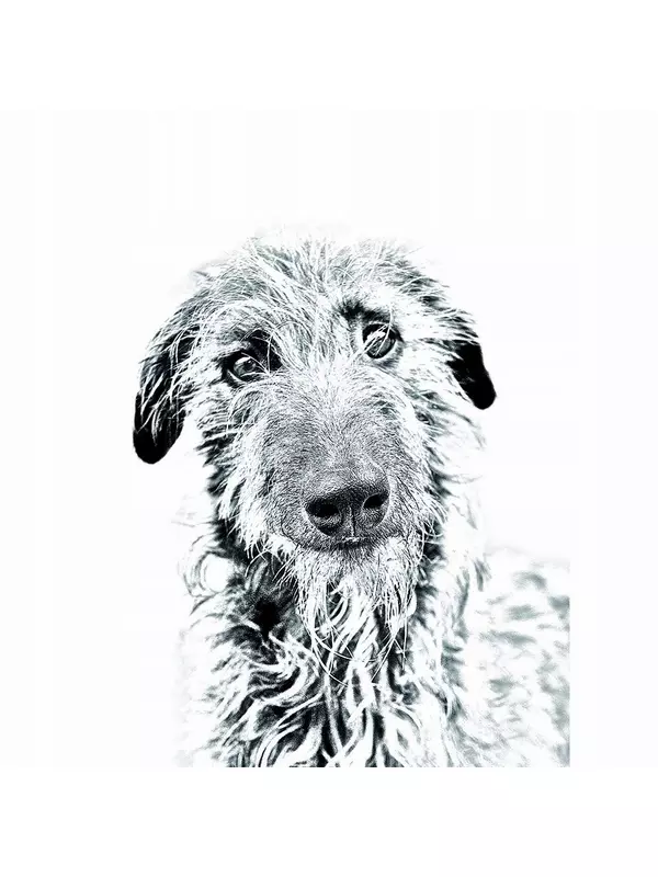 Складное карманное зеркало «Шотландская борзая» Inna Marka